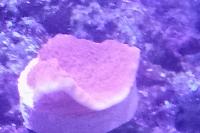 Montipora Cap Frag