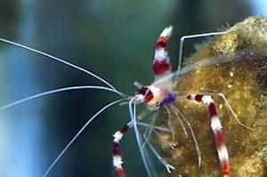 Coral Banded Shrimp Thumbnail