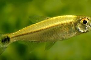 Gold tetra Thumbnail