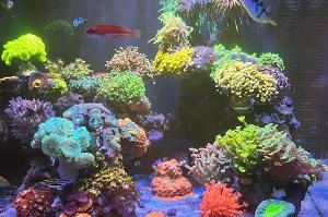 NANO REEF Thumbnail