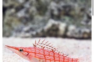 Longnose Hawkfish Thumbnail