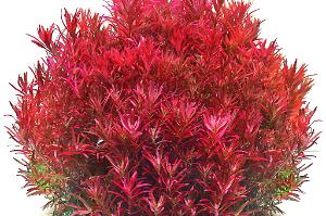 Rotala rotundifolia ‘blood red’ Thumbnail