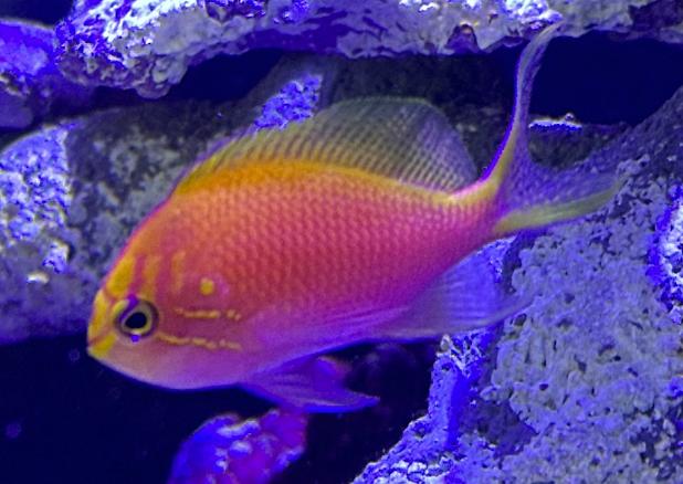 Fathead Sunburst Anthias