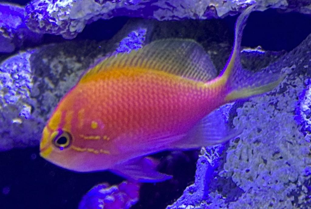 Fathead Sunburst Anthias