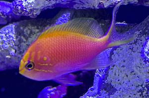 Fathead Sunburst Anthias Thumbnail