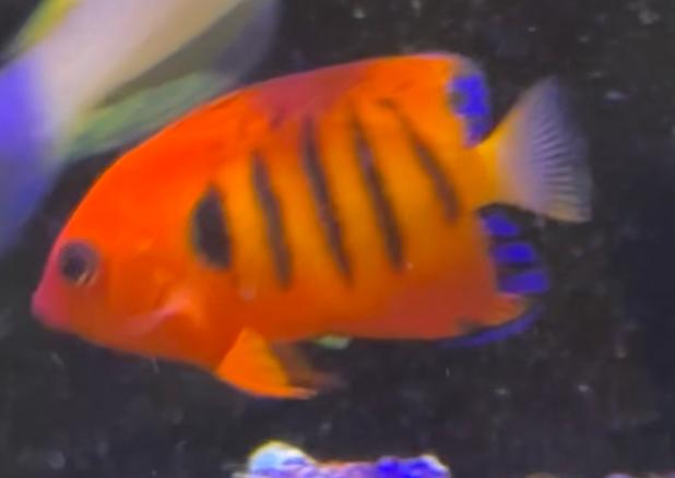 Flame Angelfish