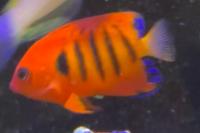 Flame Angelfish