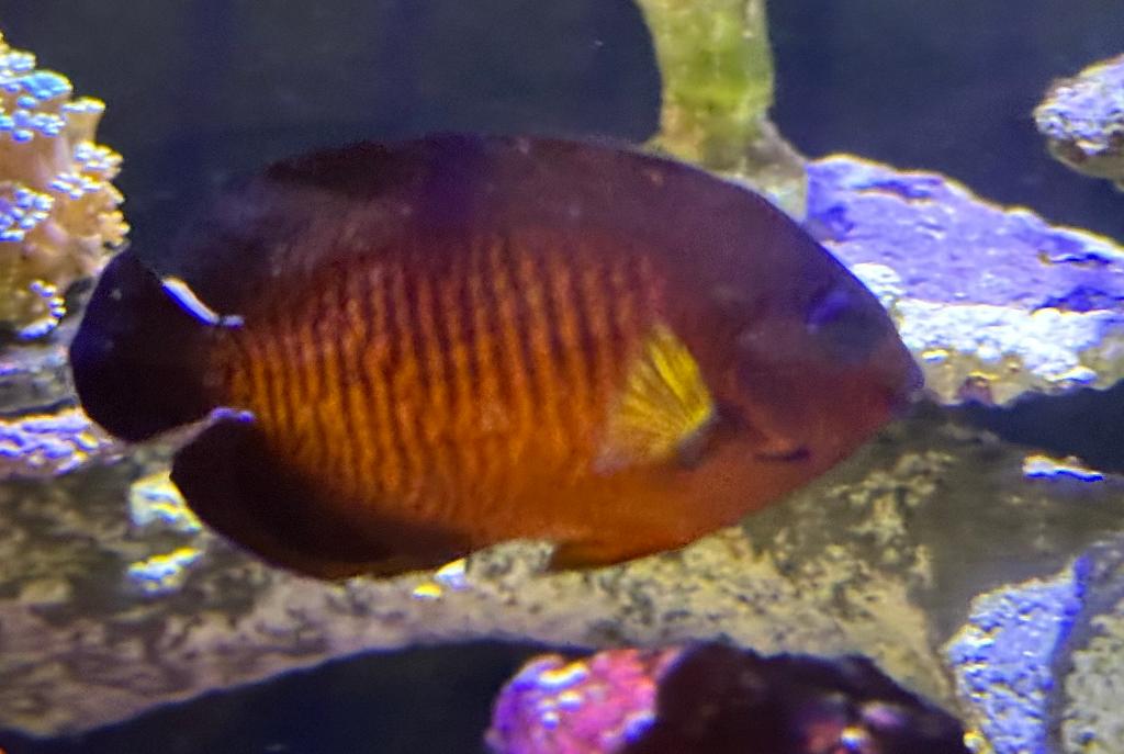 Coral Beauty Angelfish