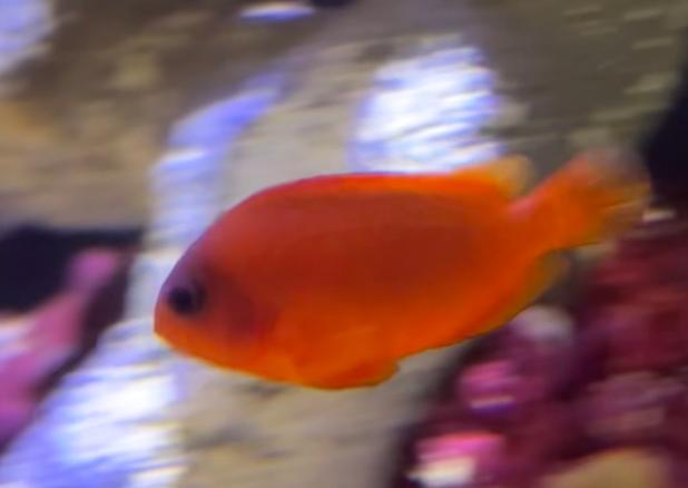 Fire Clownfish