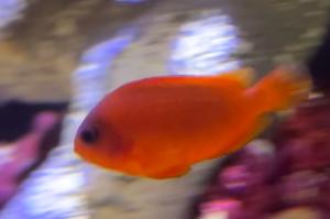 Fire Clownfish