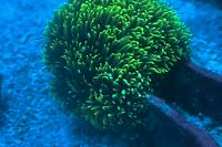 Indo Green Star Polyp Thumbnail