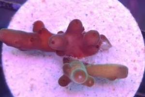 Acropora Loripes Thumbnail