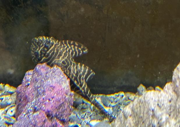 King Tiger Pleco