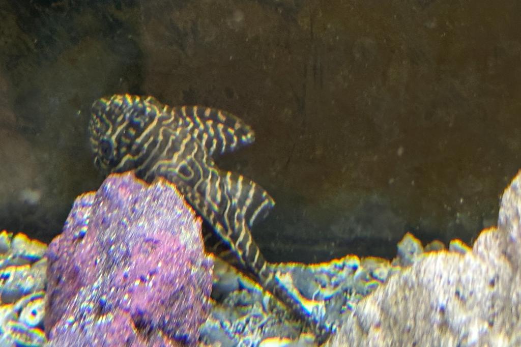 Tiger Pleco / Peckoltia vermiculata 14