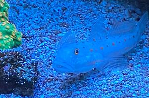 Orange spotted goby Thumbnail