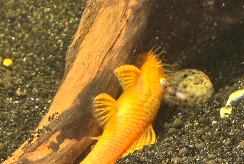 Albino Bristlenose pleco