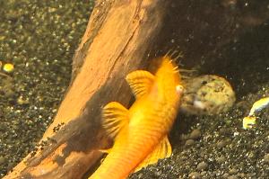 Albino Bristlenose pleco