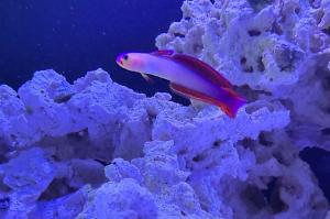 Purple Firefish Thumbnail