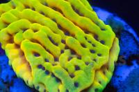 Montipora Crazy T Thumbnail