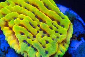 Montipora Crazy T