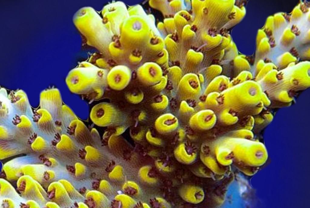 Acropora picachu