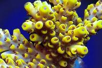 Acropora picachu Thumbnail