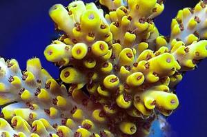 Acropora picachu