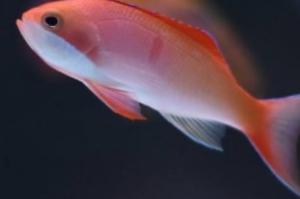 Pictilis Anthias Thumbnail