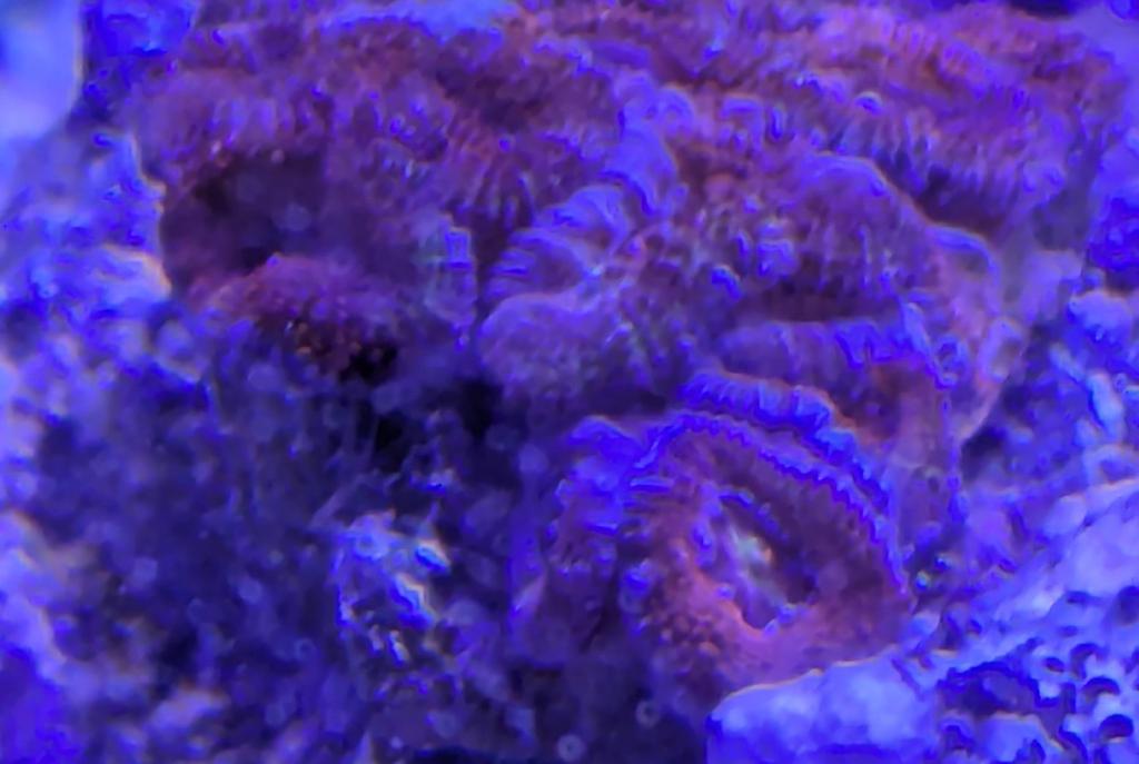 Acan