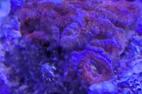 Acan - ok, may color up Thumbnail