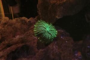  Green Mushroom Coral Thumbnail