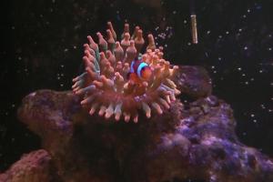 Rose Bubble Tip Anemone Thumbnail