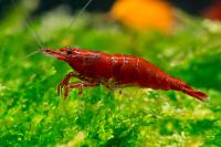 Cherry Shrimp Thumbnail