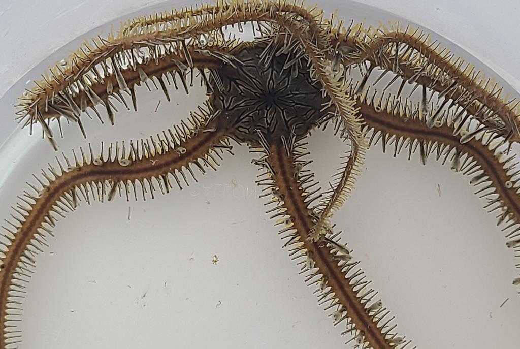 Brittle Sea Star