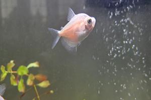 White Skirt Tetra Thumbnail