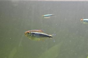 Black Neon Tetra Thumbnail