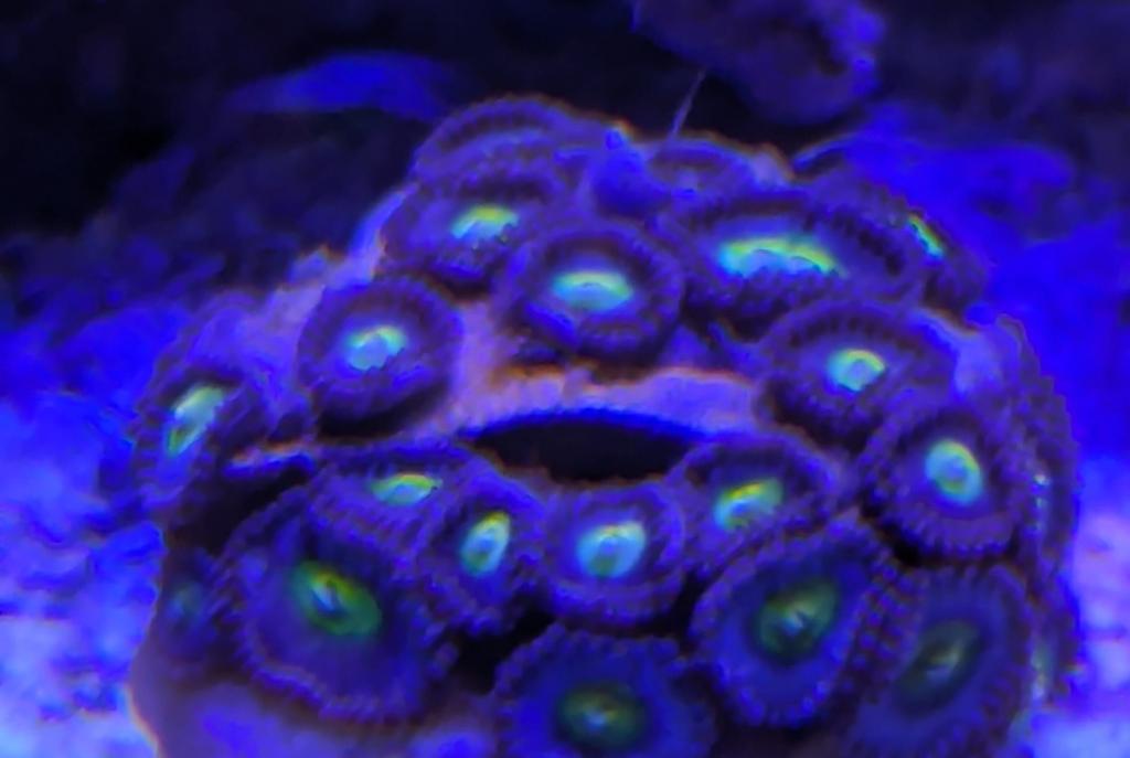 AOI zoa