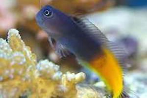 Bicolor Blenny Thumbnail