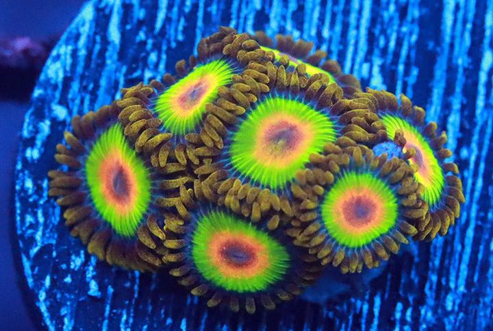 Rasta zoa