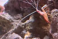 Cleaner skunk shrimp Thumbnail