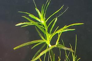 Guppy Grass Thumbnail