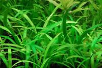 Dwarf Sagittaria Thumbnail