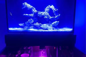 Mimo Reef Tank Thumbnail