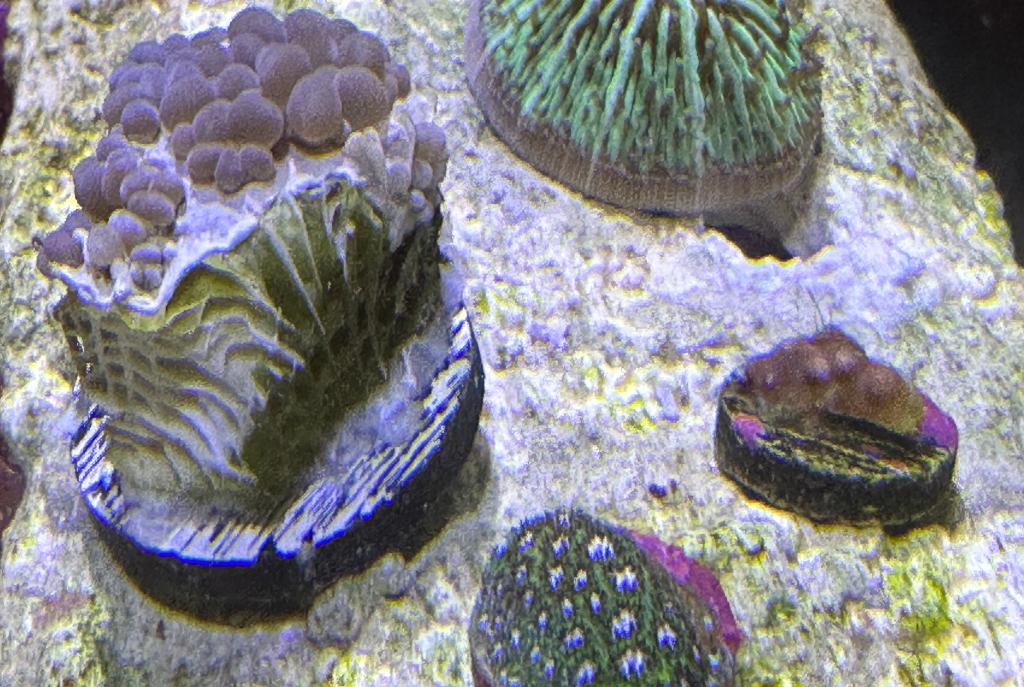 Short Tentacle Plate Coral