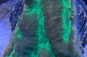 Brain Worm Platygyra Coral (green venom) Thumbnail