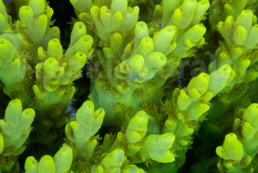 Toxic Green suharsonoi Acropora