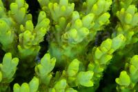 Toxic Green suharsonoi Acropora  Thumbnail