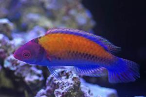 Exquisite Fairy Wrasse Thumbnail