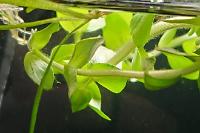 Lemon Bacopa Thumbnail