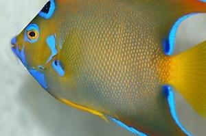 Queen Angelfish Thumbnail